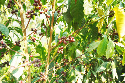4月からの新銘柄