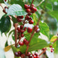 Altieri Specialty Coffee Chombi  Dry Fermentation Natural / Panama