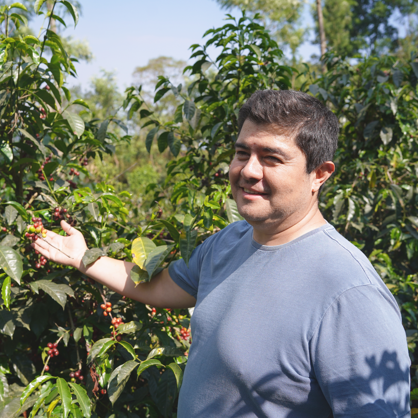 ROSMA Rosmarago Washed / Guatemala