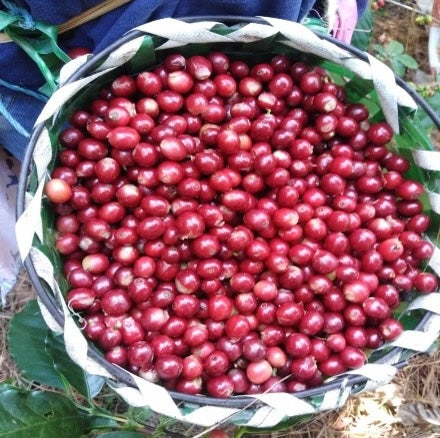 Gosen Anaerobic Natural / Honduras