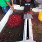 Gosen Anaerobic Natural / Honduras